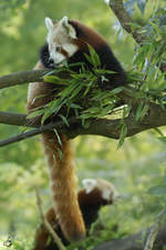 Kleine Pandas im Dortmunder Zoo.