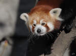 Ein kleiner Panda im Tiergarten Schnbrunn.