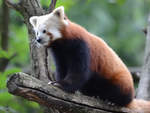 Ein Westlicher Kleiner Panda im Zoo Duisburg.