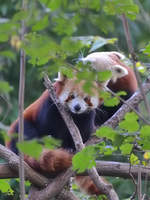 Westliche Kleine Pandas im Zoo Duisburg.