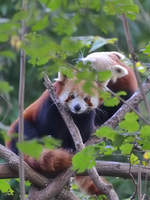 Westliche Kleine Pandas im Zoo Duisburg.