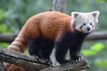 Ein Westlicher Kleiner Panda im Zoo Duisburg.