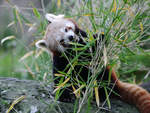 Ein Roter Panda beim Naschen erwischt.