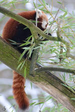 Ein Roter Panda in luftigen Hhen.