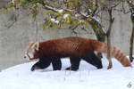 Ein Roter Panda im Schnee.