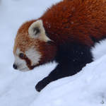 Ein Roter Panda im Schnee.
