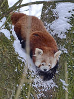 Ein Roter Panda im Schnee.