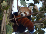 Ein Kleiner Panda Ende Oktober 2013 im Zoom Gelsenkirchen.