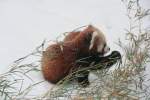 Westlicher Kleiner Panda (Ailurus fulgens fulgens) beim Bambus fessen.