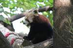 Kleiner Panda (Ailurus fulgens) am 26.6.2010 im Zoo Leipzig.