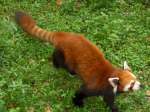 Ein kleiner Panda (Ailurus fulgens) im Zoo von Shanghai.Der Br gehrt zu der Familie der Ailuridae.