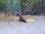 Eine freilebende Fossa im Kirindy Forest Nationalpark auf Madagaskar.