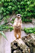 Erdmnnchen auf Wacht im Allwetterzoo (MNSTER/Deutschland, 29.06.1999) -- eingescanntes Foto