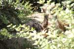 Erdmnnchen (Suricata suricatta) mit Nachwuchs.