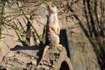 Erdmnnchen in der ZOOM Erlebniswelt Gelsenkirchen 8.3.2015