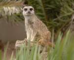 Erdmnnchen (Suricata suricatta) im Guinate Park, Lanzarote.