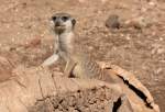 Erdmnnchen (Suricata suricatta) in Los Palmitos, Gran Canaria, Spanien.