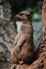 Erdmnnchen (Suricata suricatta) am 25.7.2010 im Zoo Heildelberg.