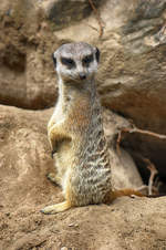 Erdmnnchen (Suricata suricatta), auch Surikate genannt, in Kolmrden, Schweden.