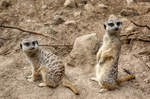 Erdmnnchen (Suricata suricatta), auch Surikate genannt, in Kolmrden, Schweden.