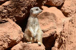 Das Erdmnnchen (Suricata suricatta), auch Surfkate genannt, ist eine Sugetierart aus der Familie der Mangusten (Herpestidae).