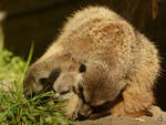 Eine glckliche Erdmnnchenfamilie (Zoo Safaripark Stukenbrock, Oktober 2014)