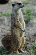 Ein wachsames Erdmnnchen im Zoo Rostock.