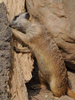 Ein neugieriges Erdmännchen Anfang Juli 2010 im Zoo Schwerin.