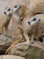 Neugierige Erdmnnchen Anfang Juli 2010 im Zoo Schwerin.