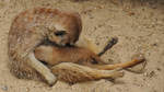 Ein Erdmnnchen mit Nachwuchs im Zoo Dortmund.