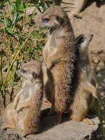 Wachsame Erdmnnchen im Zoo Dortmund.