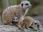 Niedliche Erdmnnchen drfen natrlich in keinem Zoo fehlen.