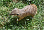 Erdmnnchen im Klner Zoo - 14.06.2022