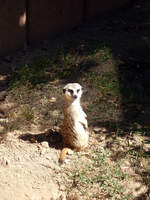 Das markanteste Merkmal der Erdm�nnchen ist ihr Sozialverhalten.