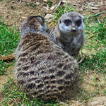 Anfang August 2026 habe ich im Zoo Dortmund diese beiden Erdm�nnchen ablichten k�nnen.