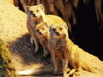 Drei neugierige Fuchsmangusten im Dortmunder Zoo.