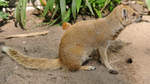 Eine Fuchsmanguste Ende Juni 2010 im Zoo Dortmund.