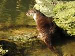 EURASISCHER FISCHOTTER (Lutra-Lutra),die am besten an das Leben im Wasser angepasste Marderart am 27.2.2016 bei der Ftterung im Tierpark NIEDERFISCHBACH/Siegerland.