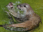 Eurasische Fischotter Anfang Juli 2010 im Zoo Schwerin.