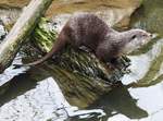 EURASISCHER FISCHOTTER(LUTRA-LUTRA)IM TIERPARK NIEDERFISCHBACH/SIEG  Den ausgezeichneten Schwimmer und Taucher,der zu den am strksten bedrohten Sugetierarten  Mitteleuropas gehrt und