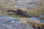 Eine Seeotter im Atlantic Sea Park von lesund (Norwegen) am 19.