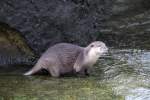 Zwergotter oder auch Kurzkrallenotter (Aonyx cinerea) am 11.3.2010 im Zoo Berlin.