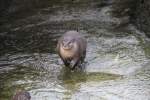 Kurzkrallenotter (Aonyx cinerea) beim Spielen.