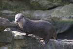 Kurzkrallenotter (Aonyx cinerea) am 11.3.2010 im Zoo Berlin.