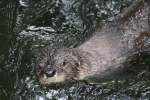 Nordamerikanischer Fischotter (Lontra canadensis) beim Schwimmen.