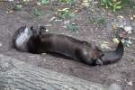 Nordamerikanischer Fischotter (Lontra canadensis) beim Yoga.