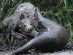 Riesenotter im Zoo Duisburg.