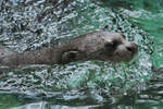 Ein Riesenotter Ende Juni 2010 im Zoo Dortmund.