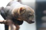 Der Tayra (Eira barbara) ist ein in Mittel- und Sdamerika beheimateter Marder.