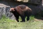 Vielfra (Gulo gulo) im Tierpark Berlin.